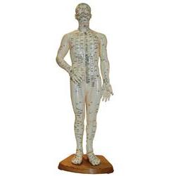 Acupuncture Model